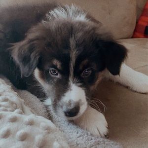 Meet your Posher, Haileu